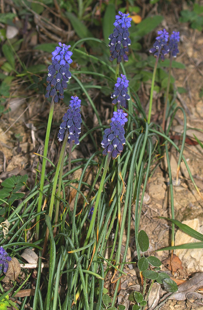 Muscari neglectum / Muscari ignorato